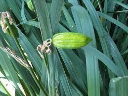 Attēlu rezultāti vaicājumam “Iris pseudacorus fruit”