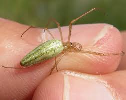 Attēlu rezultāti vaicājumam “Tetragnatha extensa”