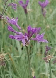 Attēlu rezultāti vaicājumam “Cribraria violacea stalked”