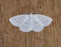 Attēlu rezultāti vaicājumam “Cabera pusaria female”