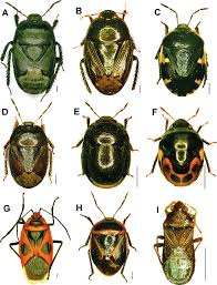 Attēlu rezultāti vaicājumam “Cydnidae”