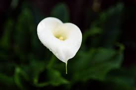 Attēlu rezultāti vaicājumam “Calla palustris flower”