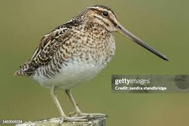 Image result for Gallinago gallinago