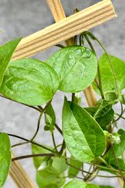 Attēlu rezultāti vaicājumam “Clematis leaf”