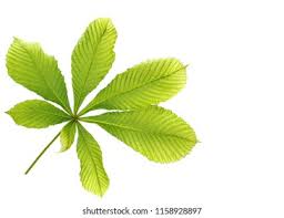 Attēlu rezultāti vaicājumam “Aesculus hippocastanum leaf”