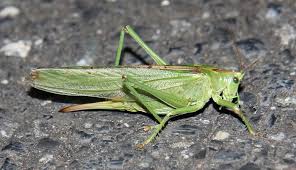 Attēlu rezultāti vaicājumam “Tettigonia viridissima”