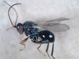 Attēlu rezultāti vaicājumam “Cynipidae”