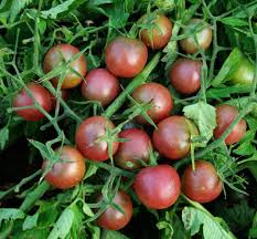 Attēlu rezultāti vaicājumam “Lycopersicon esculentum”