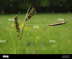 Attēlu rezultāti vaicājumam “Carex panicea”