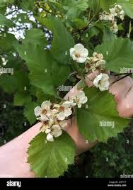 Attēlu rezultāti vaicājumam “Crataegus submollis”