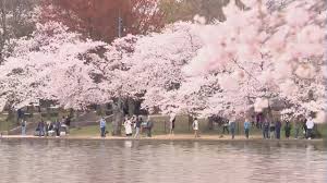 Image result for "cherry blossom" washington