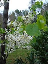 Attēlu rezultāti vaicājumam “Cercis siliquastrum”