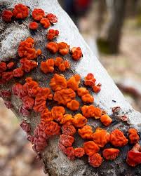 Attēlu rezultāti vaicājumam “Peniophora rufa”