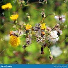 Attēlu rezultāti vaicājumam “Hieracium umbellatum bud”