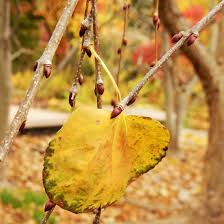 Attēlu rezultāti vaicājumam “Cercidiphyllum japonicum fruit”