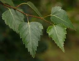 Attēlu rezultāti vaicājumam “Betula pubescens leaf”
