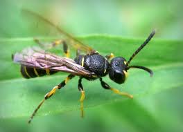 Attēlu rezultāti vaicājumam “Cerceris arenaria”