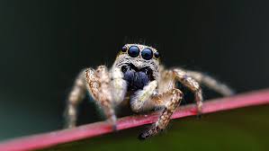 Attēlu rezultāti vaicājumam “Salticus scenicus”