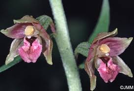 Attēlu rezultāti vaicājumam “Epipactis atrorubens bud”