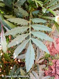Attēlu rezultāti vaicājumam “Tagetes leaf”