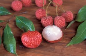 Image result for Litchi chinensis