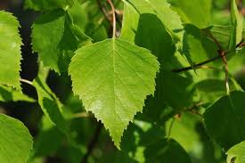Attēlu rezultāti vaicājumam “Betula pendula”