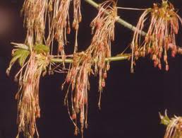 Attēlu rezultāti vaicājumam “Acer negundo female flower”
