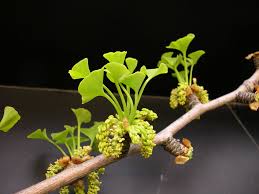 Attēlu rezultāti vaicājumam “Ginkgo biloba female flower”