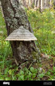 Attēlu rezultāti vaicājumam “Inonotus obliquus”