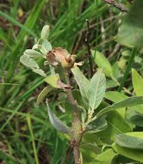 Attēlu rezultāti vaicājumam “Rabdophaga heterobia”