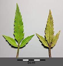 Attēlu rezultāti vaicājumam “Bidens tripartita fruit”