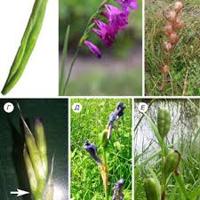 Attēlu rezultāti vaicājumam “Gladiolus imbricatus fruit”