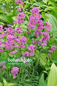 Attēlu rezultāti vaicājumam “Silene viscaria leaf”