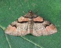 Attēlu rezultāti vaicājumam “Catarhoe rubidata”