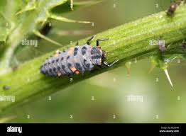 Attēlu rezultāti vaicājumam “Coccinella septempunctata larva”