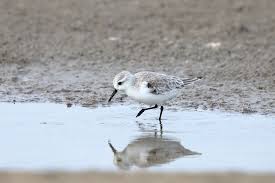 Attēlu rezultāti vaicājumam “Calidris alba adult”