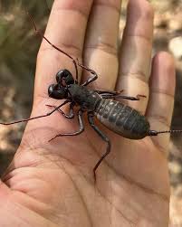 Attēlu rezultāti vaicājumam “Anthrenus sp. imago”