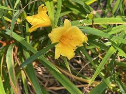Attēlu rezultāti vaicājumam “Hemerocallis lilioasphodelus flower”