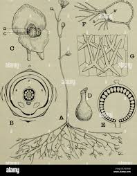 Attēlu rezultāti vaicājumam “Lentibulariaceae”