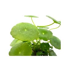 Attēlu rezultāti vaicājumam “Hydrocotyle vulgaris leaf”