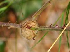 Attēlu rezultāti vaicājumam “Lasioptera rubi larva”