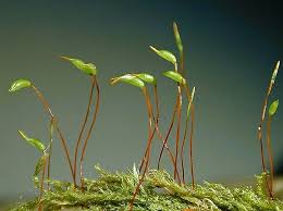 Attēlu rezultāti vaicājumam “Homomallium incurvatum”