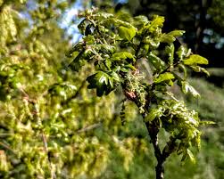 Attēlu rezultāti vaicājumam “Quercus robur male flower”