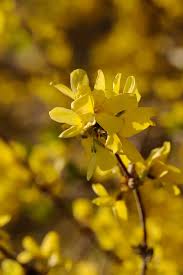Attēlu rezultāti vaicājumam “Forsythia suspensa flower”