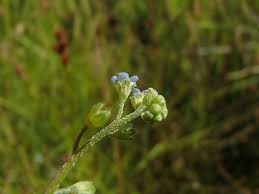 Attēlu rezultāti vaicājumam “Myosotis laxa subsp. baltica”
