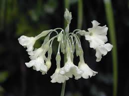 Attēlu rezultāti vaicājumam “Primulaceae”