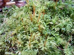 Attēlu rezultāti vaicājumam “Plagiomnium”