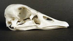 Attēlu rezultāti vaicājumam “Anser anser”