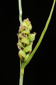 Attēlu rezultāti vaicājumam “Carex globularis”