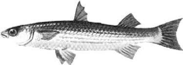 Image result for Mugil liza